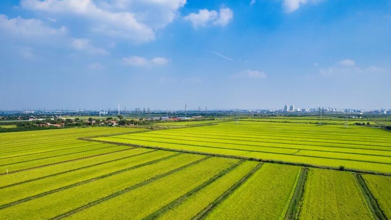 土豆收获机：揭秘高效收获的秘密武器**