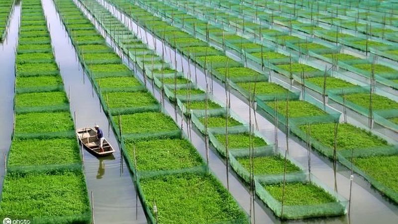 园区规划：注重生态循环与农业功能