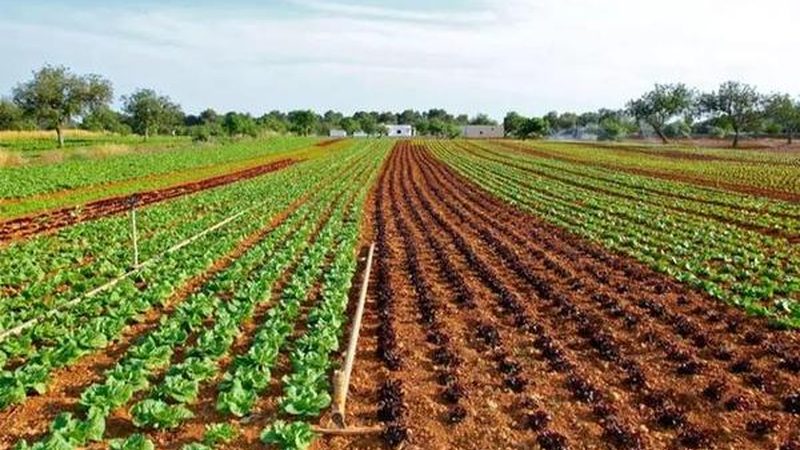 粮食种植补贴政策：哪些地区适用？如何申请？**