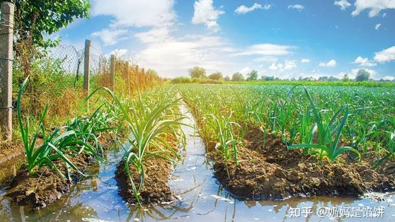 家庭农场转型产业园：可行性之路在何方？**