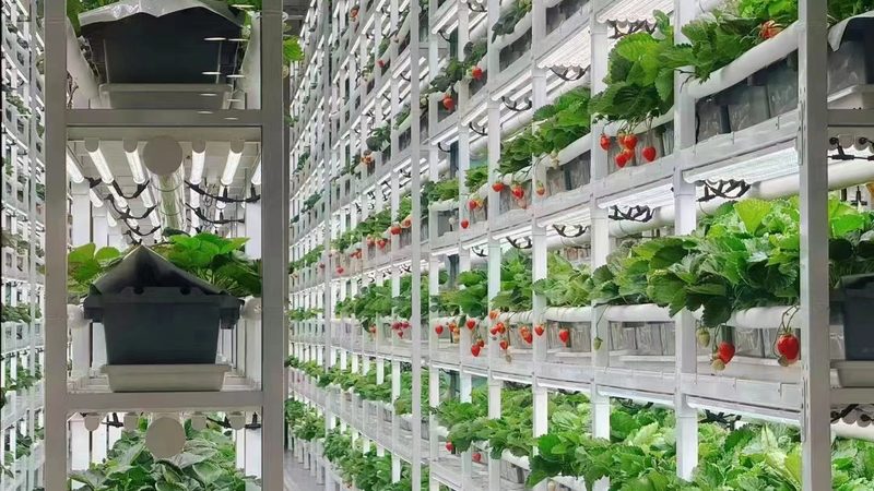 有机蔬菜种子批发：如何把握价格与品质的平衡**